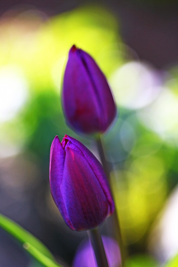 Evening Tulips by Deb Oppermann